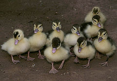фото "Waiting for Donald and Daisy"