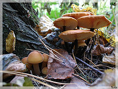photo "Autumn. Continuation"