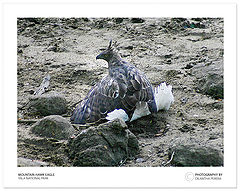 photo "Heron is mine !!! what are you looking at ?"