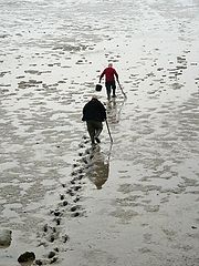 фото "Searching for crustacean gold"