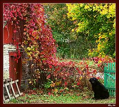 photo "Old house"