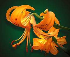 photo "Tiger color of lilies"