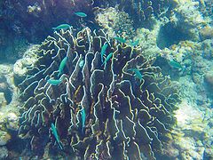photo "Underwater labyrinth"