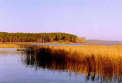 фото "Сосновый остров, пшеничный берег"