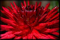 photo "Deep Red"