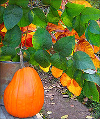 photo "Preparation for a Halloween?"