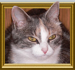 фото "Кошачий портрет"