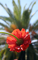 photo "Flower Power"
