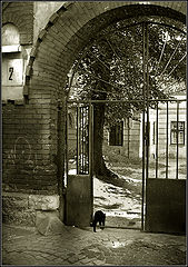 photo "About the black kat # 4"