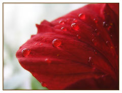 photo "Drops"