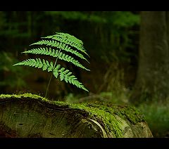 фото "Lonely fern"