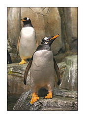 photo "Penguins"