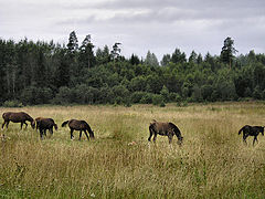 фото "ходят кони...."