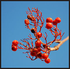 фото "red"