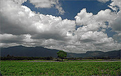 photo "landscape with tree"