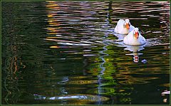 photo "Autumn with ducks"
