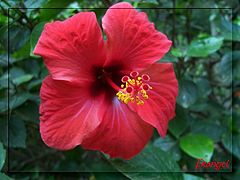 фото "Beautiful red"