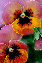 фото "colors"