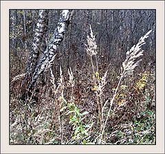 photo "In the wood"