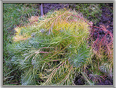 photo "Preparation for winter"