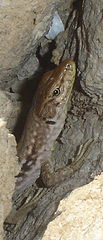 photo "Lizard"