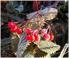 фото "red and small snow"