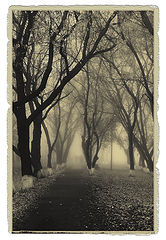 photo "Denuded Trees"