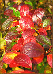 photo "Autumn colors"