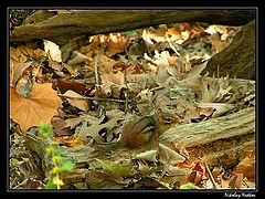photo "Untitled photo"