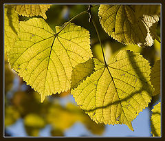 photo "Through the filter of last foliage"