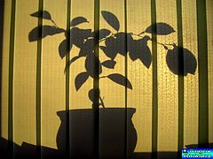 photo "Apelsin na solnce"