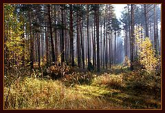 photo "In the autumn wood"