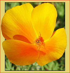 photo "Drop of blood in a gold cup"