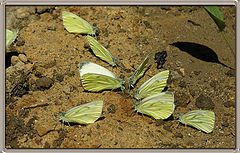 photo "Butterflies on a watering place"