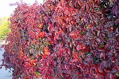 photo "red colore"