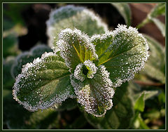 photo "Untitled photo"