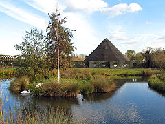 photo "Swan Lake"
