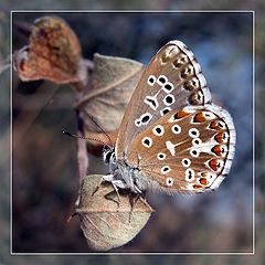 фото "bellargus"