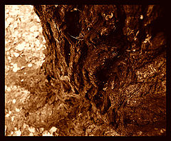 photo "creases"