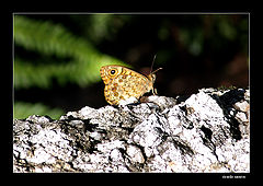 photo "the false eye of the butterfly"