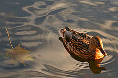 фото "Autumn"