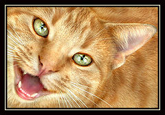 фото "The Singing Cat"