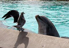photo "Conversation of old friends :..."
