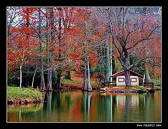 фото "Red Autumn"