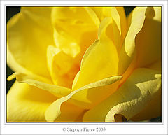 photo "Hard rose"