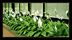 фото "Lily's garden"