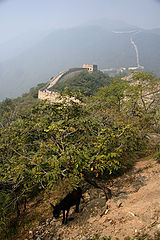 photo "Great Wall"