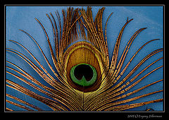 фото "Peacock`s eye"