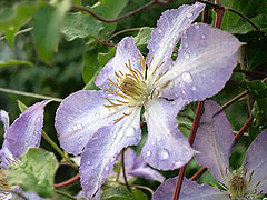 photo "Blue flower"