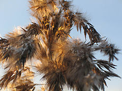photo "Untitled photo"